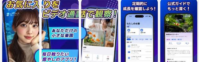 カブトはビデオ通話の見せ合いで小さな楽園を体験！アプリ